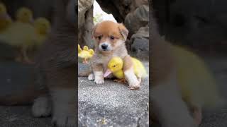 Puppy And Duck Best Friends: The Most Adorable Friendship You'll Ever See