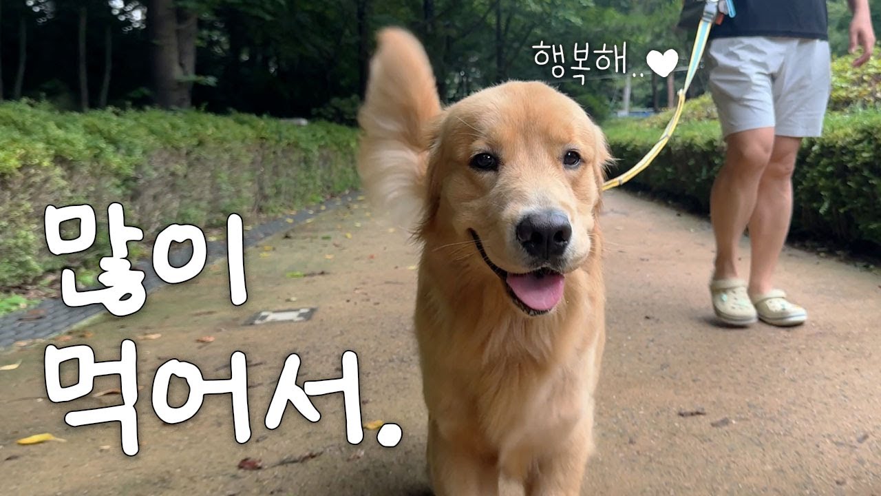 골든리트리버가 행복한 이유 (골든리트리버우디)