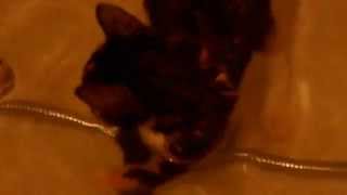 Pepiis Wyali Uyvvars