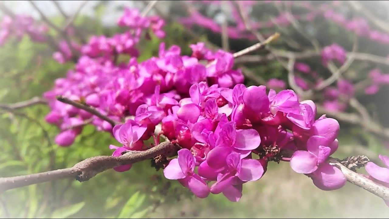 伊賀市丸柱 ハナズオウ 花蘇芳 Youtube