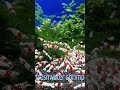 宮城えび様 ~旋風(せんぷう)~ #レッドビーシュリンプ #旋風