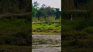 boat safari chitwan #boat #endangeredspecies #jungle #sauraha #kingfisher #crocodile #nature #nepal