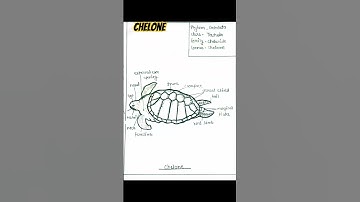 Chelone diagram # Green turtle #short video #