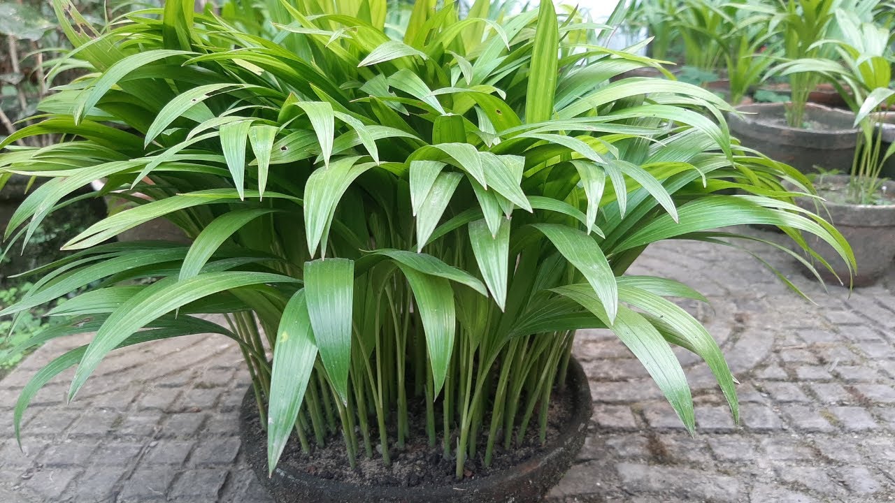 Areca baby Plant ki care kaise karein Areca Baby Plant Care Areca