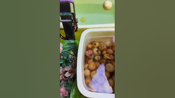 Unique tool for quickly peeling single garlic cloves#shorts