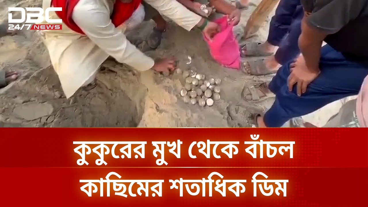 কক্সবাজারে কুকুরের কবল থেকে কাছিমের শতাধিক ডিম উদ্ধার করল যুবক | DBC NEWS
