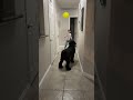 Dog Plays Balloon Toy With Little Boy!