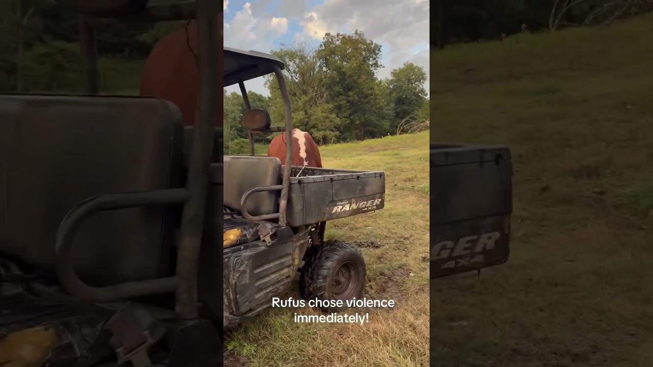 Руфус сегодня выбрал насилие 