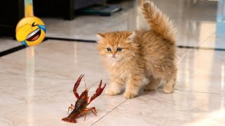 Download Lagu Funny animals will brighten your day instantly 😅 Best Funny Cats and Dogs Videos 😹🐶 MP3