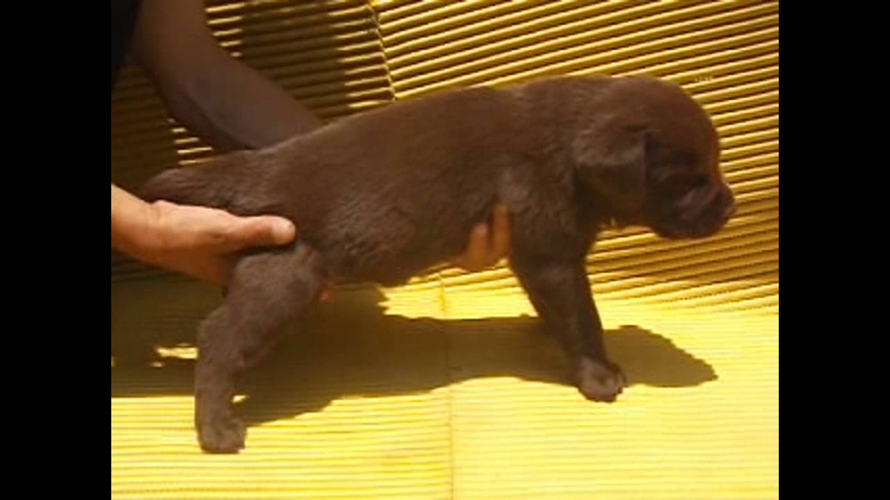 Cobrador de Labrador. Macho 3. Perros disponibles en venta. compromiso