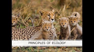 PRINCIPLES OF ECOLOGY - Section 1 Nutrition and Energy