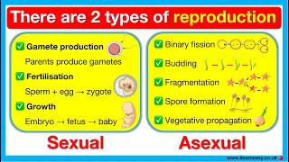 Types Of Reproduction 👶🏻 | Sexual Vs Asexual Reproduction | Differences, Process & Examples