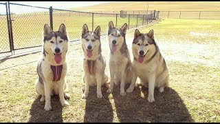 Only Husky Owners Would Understand Funny Husky Compilation Ep 5