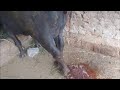 cattle passing dark brown urine how vet treated and saved(post parturient hemoglobinuria)prevention