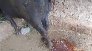 cattle passing dark brown urine how vet treated and saved(post parturient hemoglobinuria)prevention