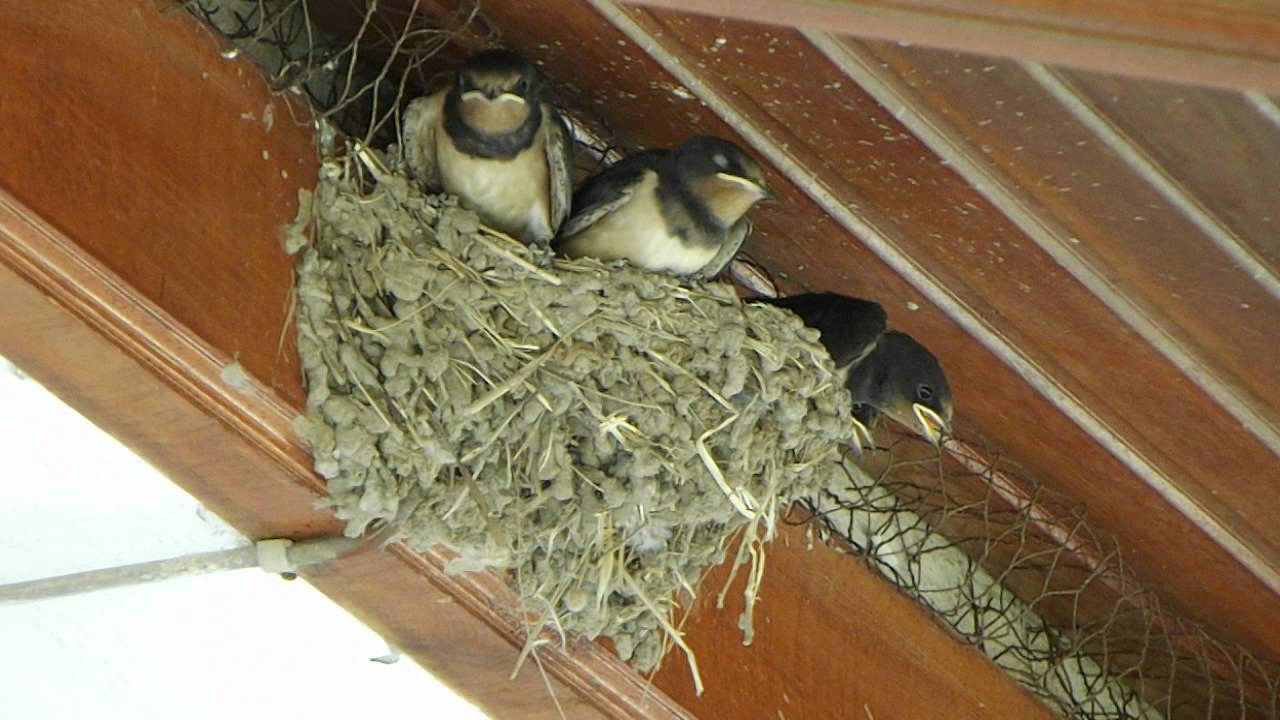 Swallow Bird S Nest 63