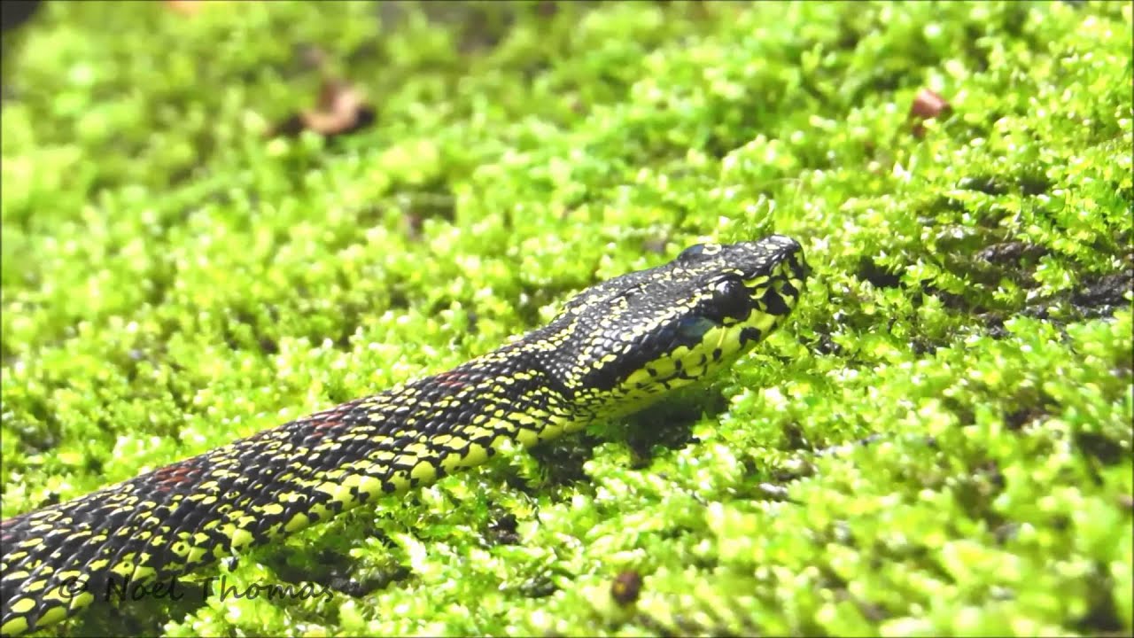 camera iphone 8 plus apk Jerdon's Pit Viper
