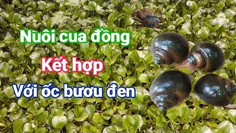 Có nuôi cua đồng kết hợp với ốc bươu đen được không | Chốn Quê TV