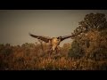 Early Season Goose Hunting in New York - Fowled Reality