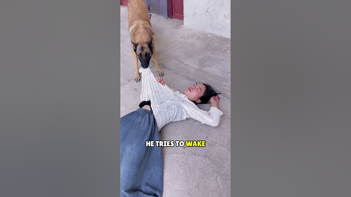 This Dog Shows kindness for his owner 😲🥹