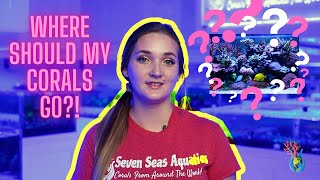 Where should corals go in your reef aquarium? | Coral Placement Tips screenshot 3
