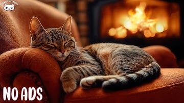 Anti-Anxiety Music For Cat: Relaxing Music to Keep Your Kitty Calm and Happy And Sleep Better 🌼