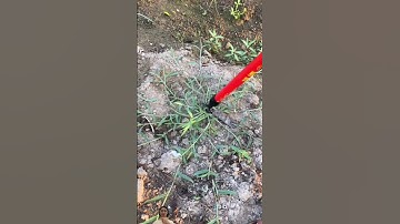 Dụng cụ làm cỏ Không còn đau lưng nữa #farmya #shorts #agriculture