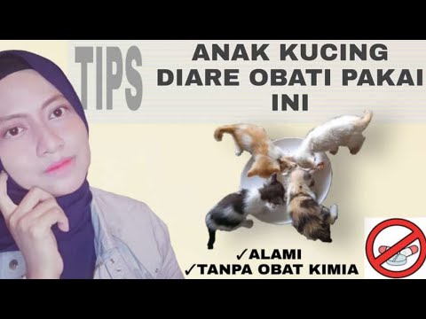 Video: Cara Mengobati Anak Kucing Yang Diare