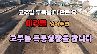 정식전 이걸 넣어주면 고추는 폭풍성장합니다