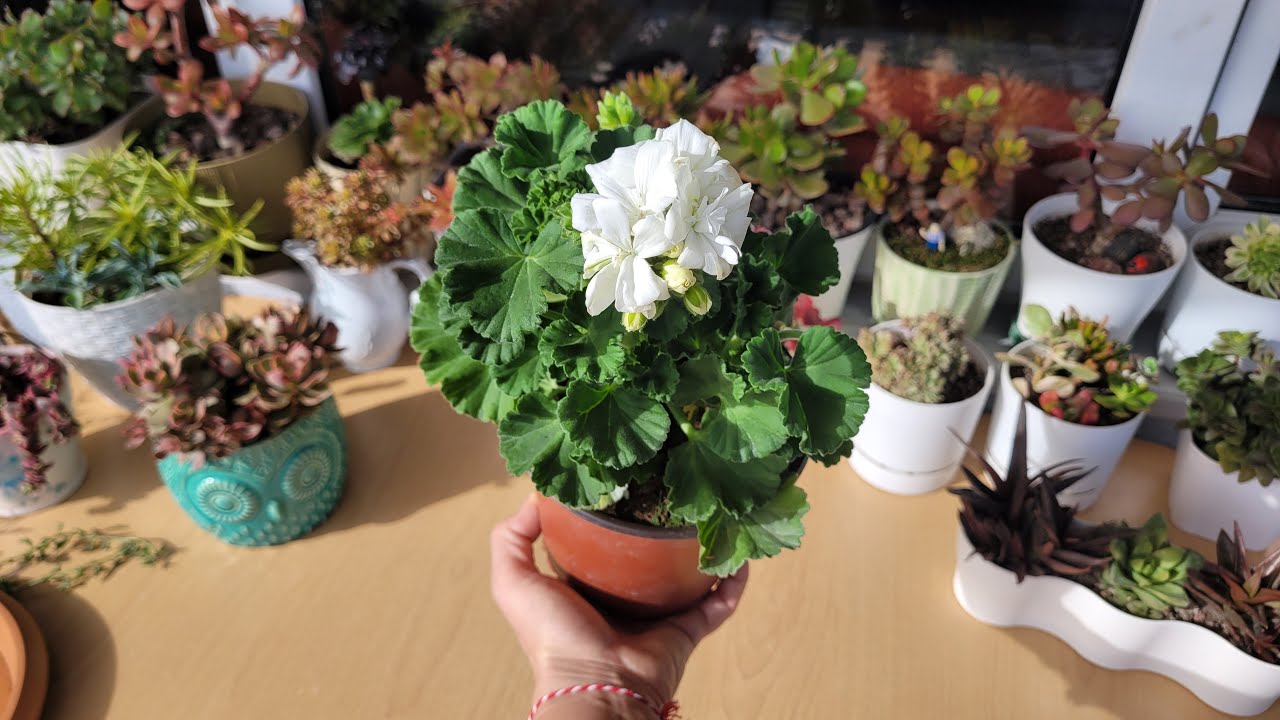 Yeni Aldığım Sardunyanın Saksı Değişimi