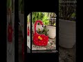 how to make swan from old oil can#diy #shortsfeed #shortvideo #wastematerials #garden