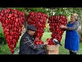 Farm to table crafting homemade bell pepper paste from garden fresh peppers