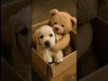 💖 Cuanto #cariño #mascota #animales #perro #peluche #viral