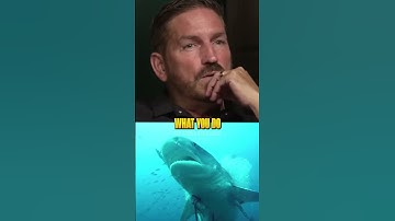 How to Survive a Great White Shark Attack 🤯