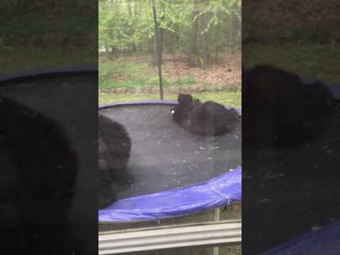 Bears in my trampoline!!!