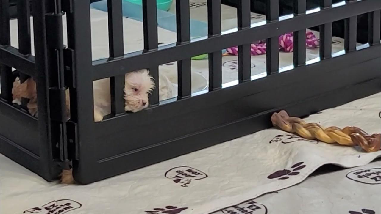Baby Haven escaping her playpen YouTube