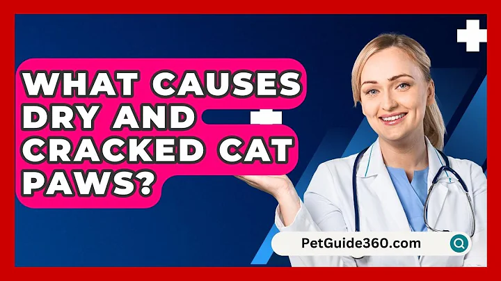 What Causes Dry And Cracked Cat Paws? - PetGuide360.com