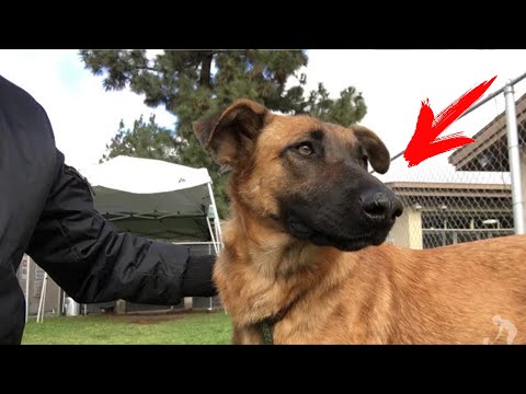 Video: Nasveti za dodajanje drugega psa vaši družini