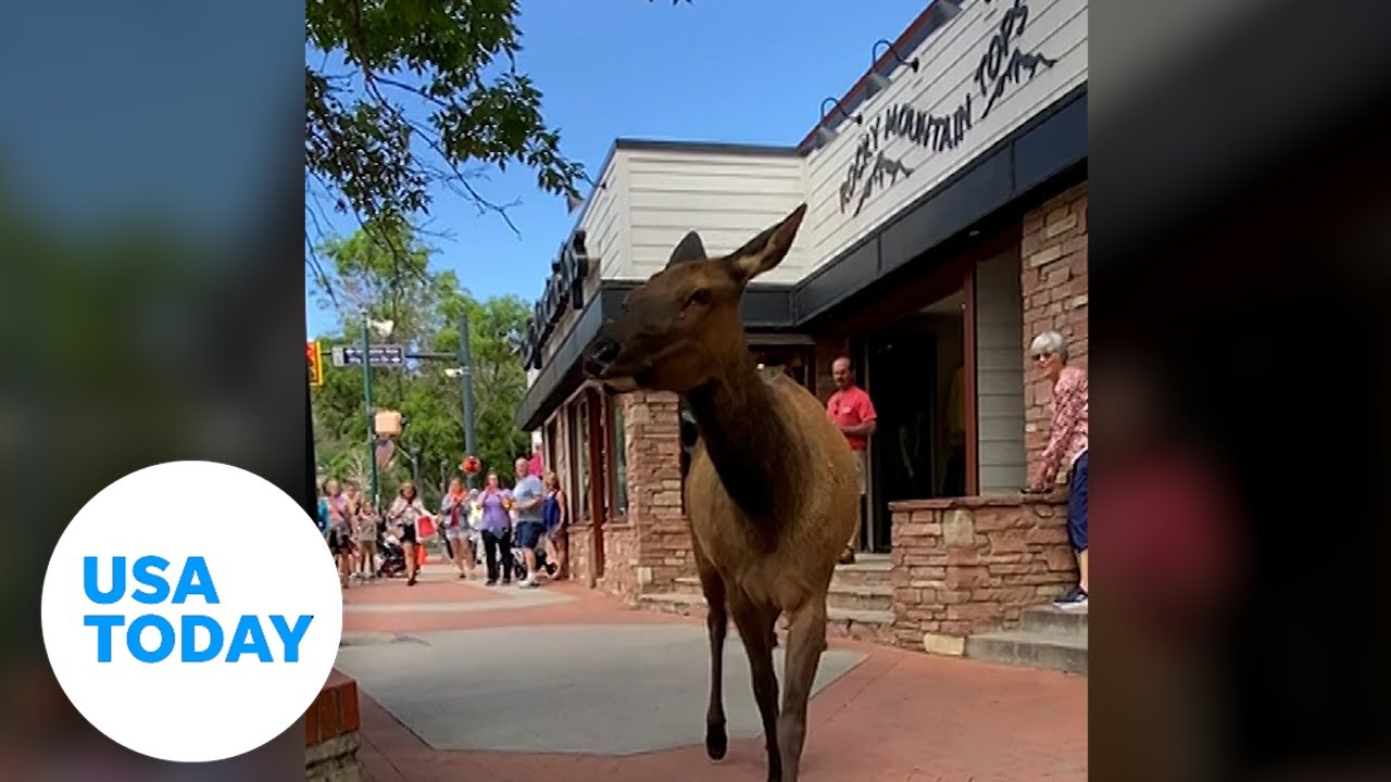 Elk casually walks busy sidewalk as residents watch in amazement | USA TODAY