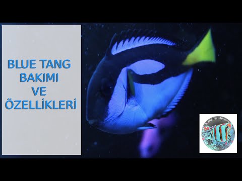 Video: Sarı Tang Bakımı Nasıl