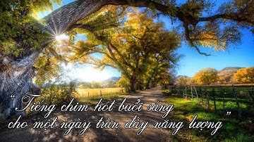 Tiếng Chim Hót Buổi Sáng Trong Lành Cho Một Ngày Đầy Năng Lượng