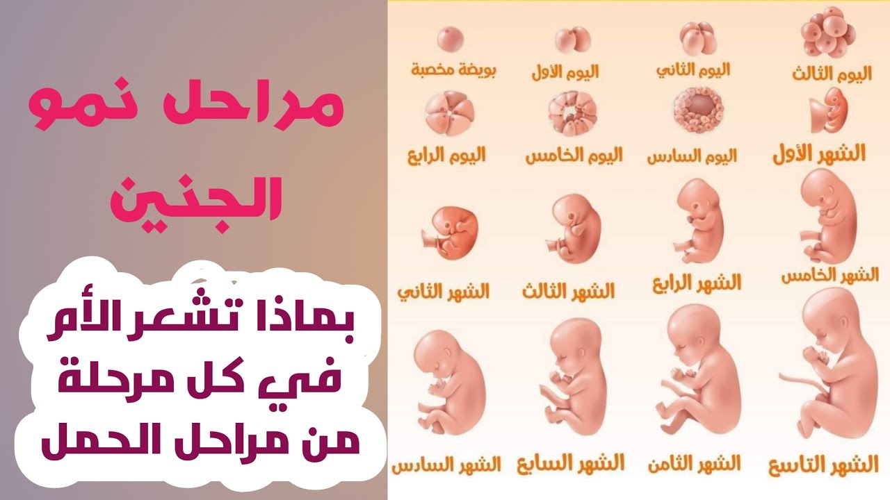 مراحل الحمل بالتفصيل | تكون الجنين من الأسبوع الأول إلى مرحلة الولادة وكيف  تشعر الأم بكل ذالك - YouTube