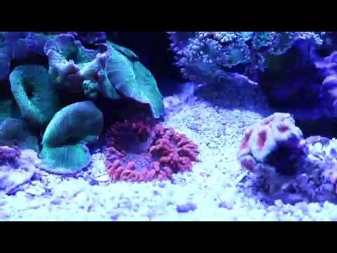aquarium plants Tank update and New Build