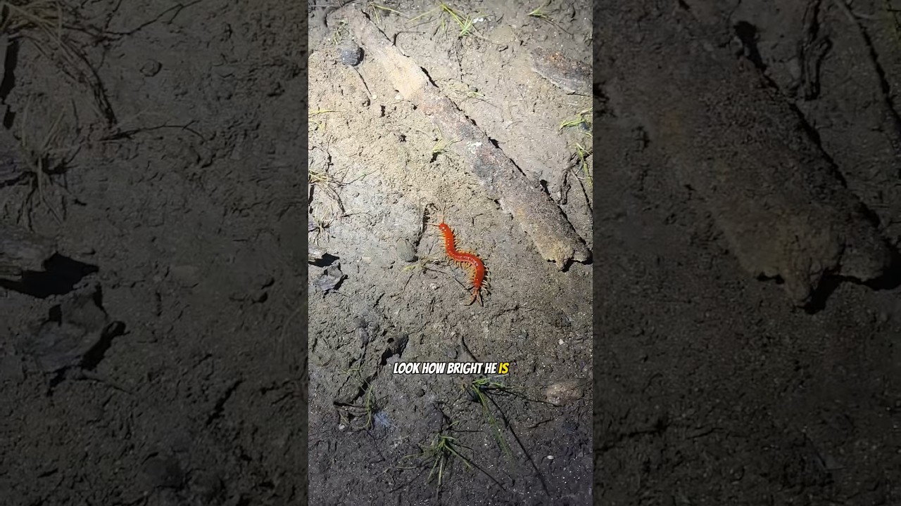 Catching Salamanders in North Carolina 