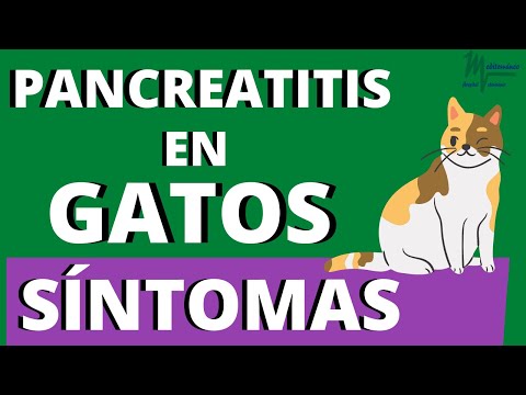 Video: El misterio de la pancreatitis felina