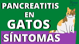 Pancreatitis en GATOS🐱