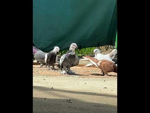 Таджикские голуби 🕊️ #голубеводство #голуби #таджикистан #dushanbe