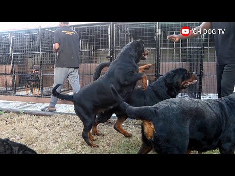 Unleashing Giant Rottweilers from the Kennel for Playtime