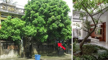 Các lỗi trồng cây phạm phong thủy khiến gia chủ tiêu hao tài lộc, càng làm càng phá sản