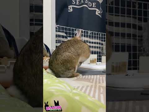 食糞注意🐇❓